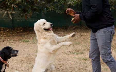 A close-up photo of a man's hand offering a red ball to a playful golden retriever dog
