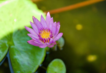Una hermosa flor de loto púrpura florece serenamente en un estanque tranquilo, rodeado de frondosas hojas verdes