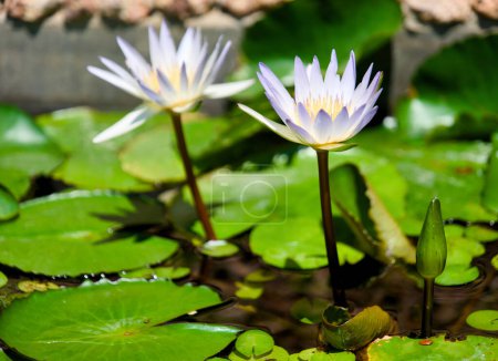 A serene image of a white lotus flower gracefully emerging from a still pond, surrounded by lush green leaves