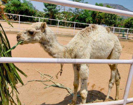A camel stands alone inside a large enclosure at the zoo
