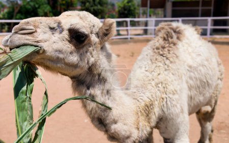 A close-up photo of a camel's face with a blurred zoo background, highlighting the camel as it chews on green grass.
