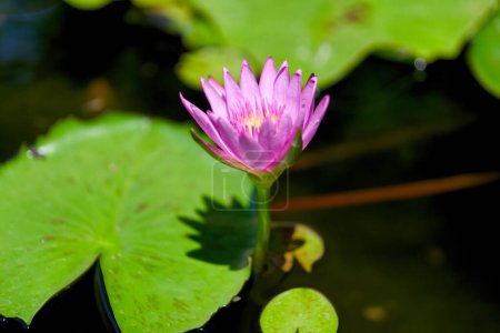 Eine wunderschöne lila Lotusblume blüht ruhig auf einem ruhigen Teich, umgeben von sattgrünen Blättern