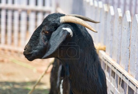 A photorealistic close-up of a friendly black goat with impressive, curved horns