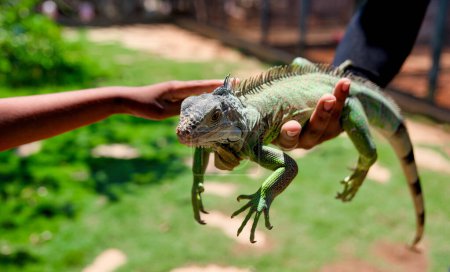 A close-up photo of a green iguana perched comfortably on a man's hand.