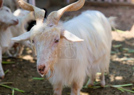 A photorealistic close-up portrait of a friendly goat on a sunny farm