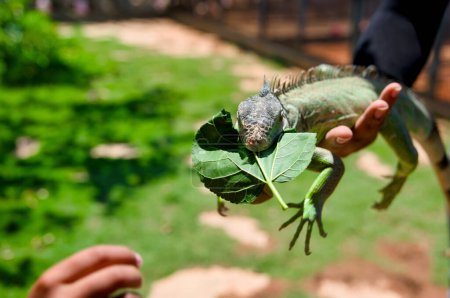 A close-up photo of a green iguana perched comfortably on a person's hand, munching on a fresh green leaf.