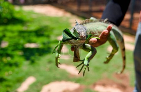 A close-up photo of a bright green iguana perched on a mans hand