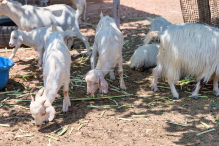 A photo of several white goats with brown eyes, contentedly grazing
