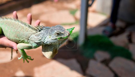 this images is about Iguana on the hand of a man and eating leaf