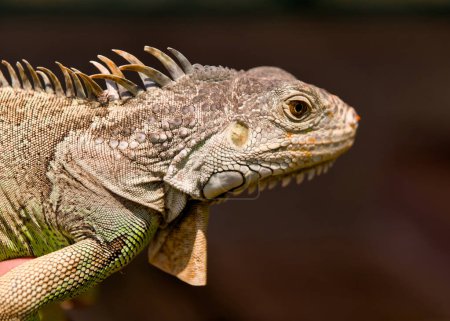 This close-up portrait brings you face-to-face with a green iguana