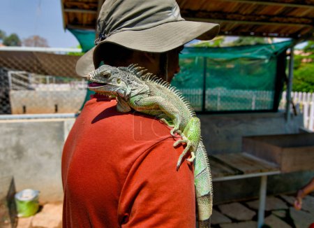 Une image chaleureuse d'un homme portant un chapeau avec un iguane vert perché contentement sur son épaule