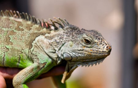 Das Nahaufnahme-Porträt eines grünen Leguans offenbart seine strukturierten grünen Schuppen, scharfen Krallen und ein wachsames Auge