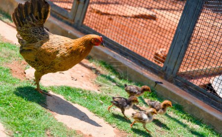 Eine entzückende Szene von flauschigen Hühnern, die einen lebhaften grünen Garten erkunden, der in warmes Sonnenlicht getaucht ist. Perfekt zur Illustration von Konzepten glücklicher Tiere