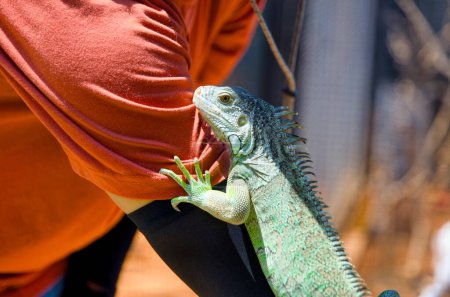 A close-up photo of a green iguana perched calmly in a man's hands