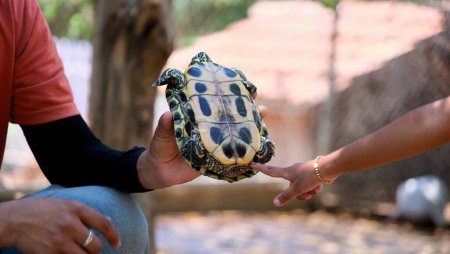 Die Hand eines Mannes wiegt eine kleine Schildkröte mit einer schützenden Sanftheit