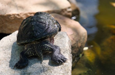 Téléchargez les photos : Photo en gros plan d'une tortue perchée sur un rocher recouvert de mousse dans un parc, profitant de la chaleur du soleil - en image libre de droit