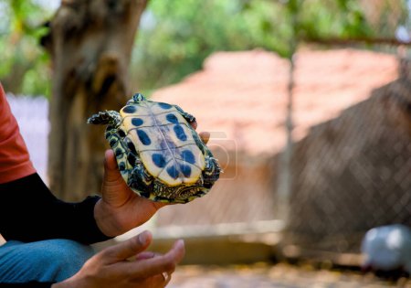 A close-up of a man's hand carefully cupping a small turtle, with a blurred background highlighting the delicate creature.