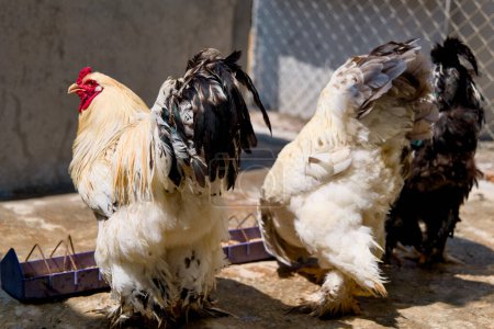 Foto de Un retrato de cerca de un gallo y una gallina en una granja de trabajo - Imagen libre de derechos