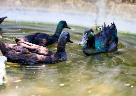 Une délicieuse scène estivale de canards colverts glissant gracieusement à travers l'eau cristalline d'un étang dans un parc urbain animé