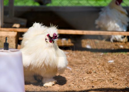 Foto de Una cautivadora foto de cerca de un pollo blanco en una granja, con un fondo borroso para un aspecto suave y natural. - Imagen libre de derechos