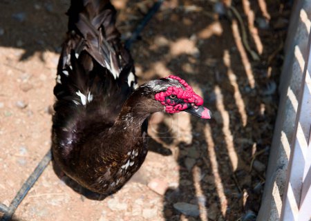 A close-up photo of a Muscovy duck's head, highlighting its glossy black feathers and brightly colored red knob.