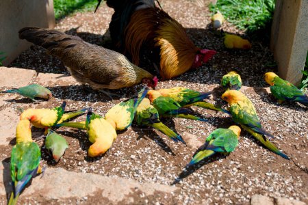 Lebendige Papageien verschiedener Rassen versammeln sich auf dem Boden, um sich an einer herrlichen Verbreitung farbenfroher Nahrung zu laben.