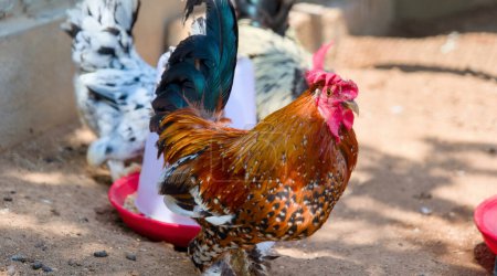 Un gallo de colores brillantes con un enfoque agudo, de pie con orgullo en una granja con un fondo borroso.