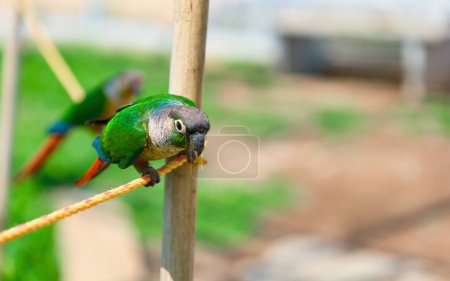Ein atemberaubendes Porträt eines farbenfrohen Papageis auf einer Seilschaukel in einem lebendigen Garten