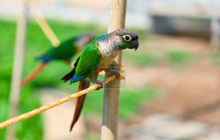 A stunning close-up portrait of a colorful parrot perched on a rope in a lush, green garden
