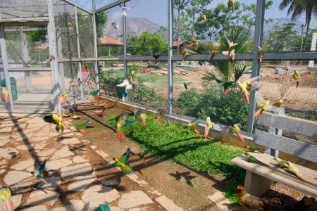 Eine fesselnde Szene farbenfroher Papageien in einem dekorativen Käfig, umgeben vom üppigen Grün eines tropischen Gartens