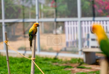 A close-up photo of a beautiful parrot with green and yellow feathers perched on a rope swing inside a cage.
