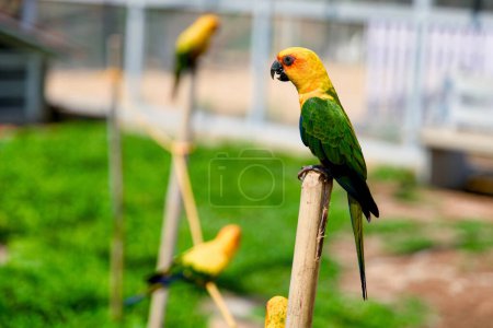 A close-up photo of a beautiful yellow parrot perched on a green branch in a lush garden.