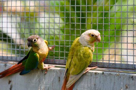 A delightful scene of vibrant parrots with brightly colored feathers, curiously perched inside a cage on a lush tropical farm