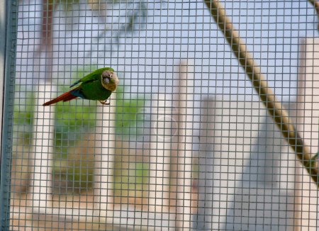 A close-up portrait of a beautiful green parrot with bright feathers, perched on a wire fence inside its zoo enclosure.