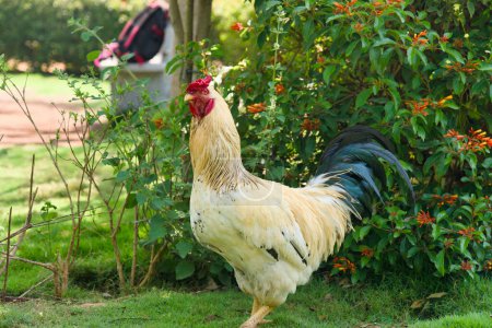 A majestic rooster with brightly colored feathers crows proudly amidst a vibrant green grassy garden.