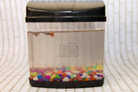 Foto de Una vista de cerca de una hermosa pecera de agua dulce con una variedad de peces de colores nadando en medio de un arreglo decorativo de piedras de colores. - Imagen libre de derechos