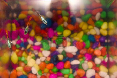 Eine Nahaufnahme eines schönen Beta-Fisches mit fließenden Flossen, der in einem hell erleuchteten Aquarium schwimmt.