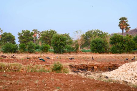 Ein Foto einer friedlichen Dorfszene in Tamil Nadu, Indien, mit einer Schar Tauben, die auf einem in warmes Sonnenlicht getauchten Feld ruhen.