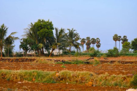 Dieses fesselnde Bild zeigt ein landwirtschaftliches Feld in Indien.