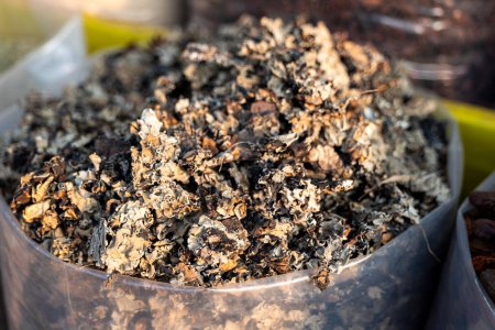 Eine Nahaufnahme der schwarzen Steinblume (Parmotrema perlatum), die ihre komplizierten gerafften Lappen offenbart. Als Gewürz in der indischen Küche verwendet, verleiht es beim Kochen einen erdigen Duft