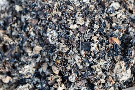 Eine Nahaufnahme der schwarzen Steinblume Parmotrema perlatum, die ihre komplizierten gerafften Lappen offenbart. Als Gewürz in der indischen Küche verwendet, verleiht sie beim Kochen einen erdigen Duft.