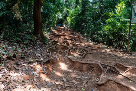 A determined hiker tackles the challenging ascent along a rugged path. The trail, strewn with tree roots and loose soil, winds through a dense forest.