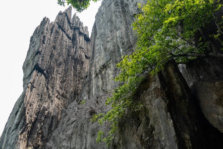 Explore las cuevas de Yana en Karnataka, India, una maravilla natural de formaciones de piedra caliza abrazadas por una exuberante vegetación