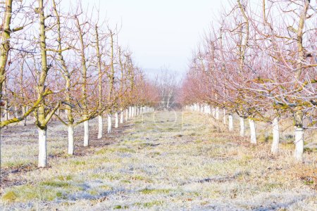 Morgenfrost auf Gras und Bäumen im Apfelgarten. Orchard Unschärfe mit weichem Licht für Hintergrund