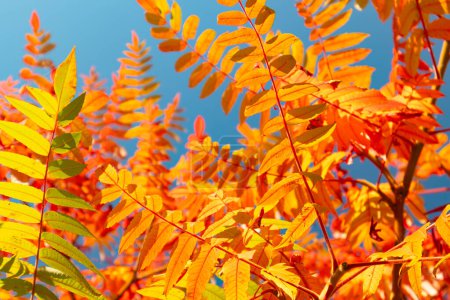 Herbstfarbene Bäume und Blätter von Rhus typhina, dem Staudensumach.
