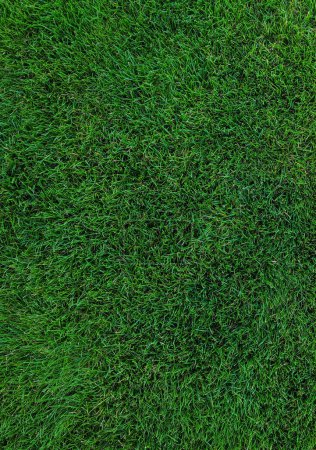 Photo for Close up of green lawn on a sunny day. Top view. - Royalty Free Image