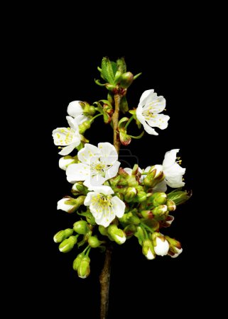Photo for Spring blossom cherry blooming on black background - Royalty Free Image