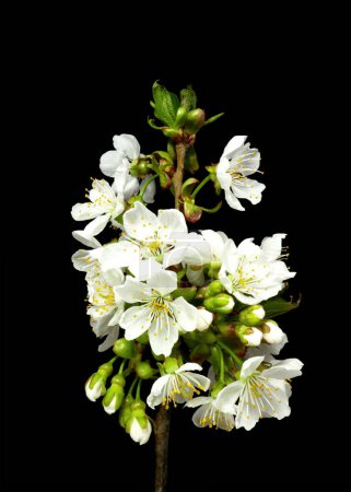 Photo for Spring blossom cherry blooming on black background - Royalty Free Image