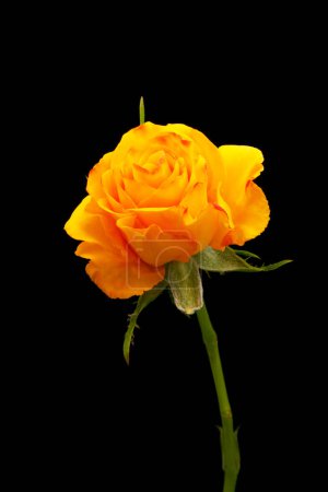 Photo for Yellow rose flower on black background - Royalty Free Image