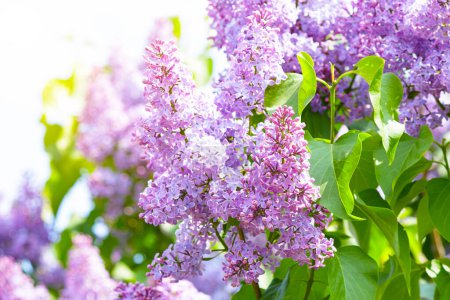 Photo for Purple lilac flowers on the bush. Beautiful Syringa flowers, selective focus - Royalty Free Image